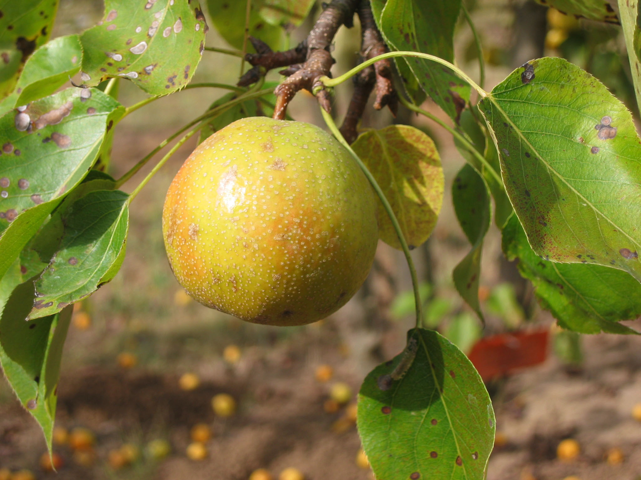 FRUIT