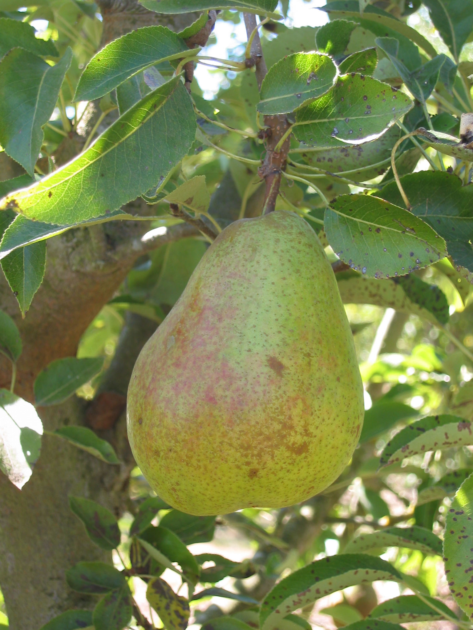 FRUIT