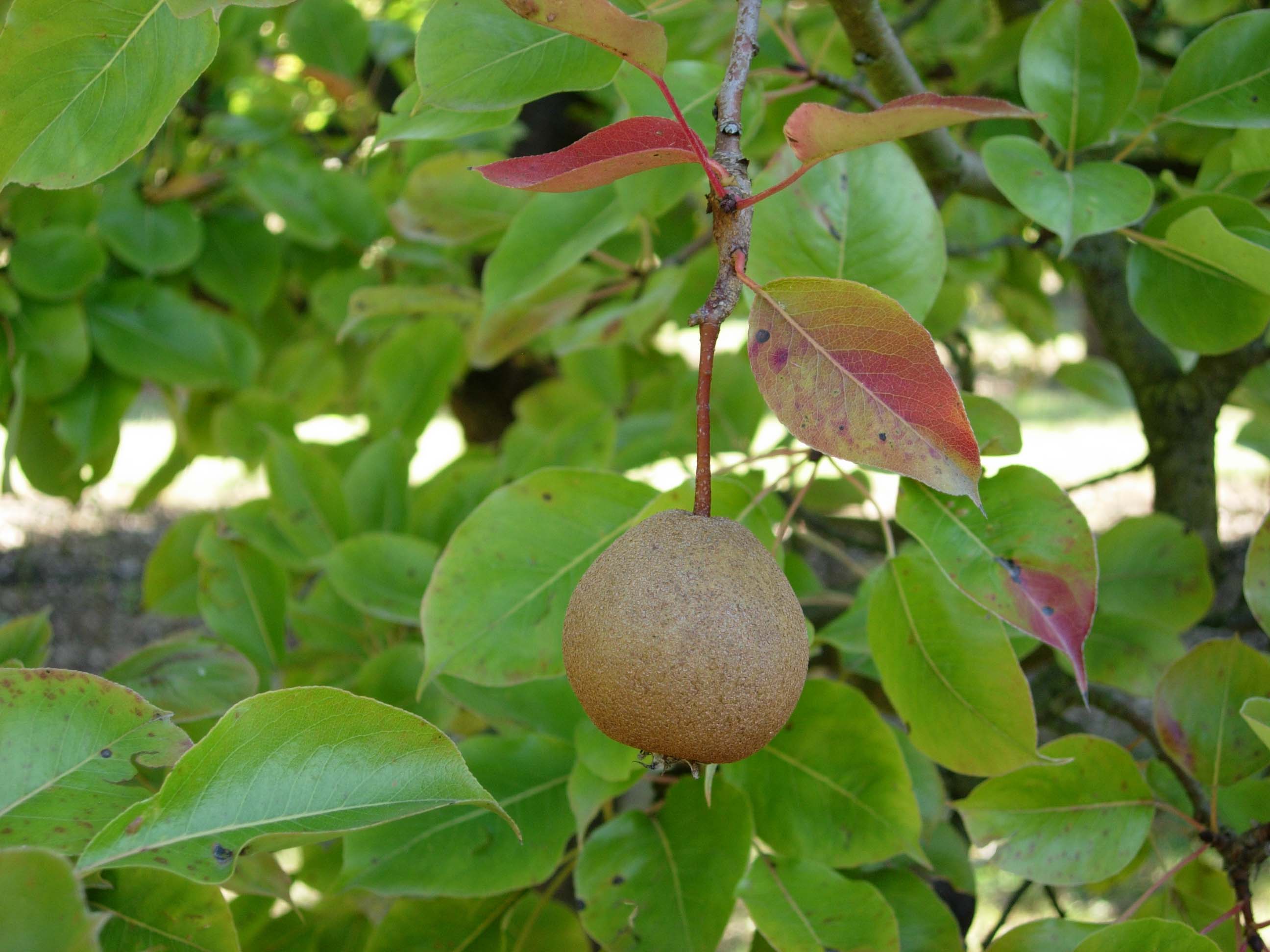 FRUIT