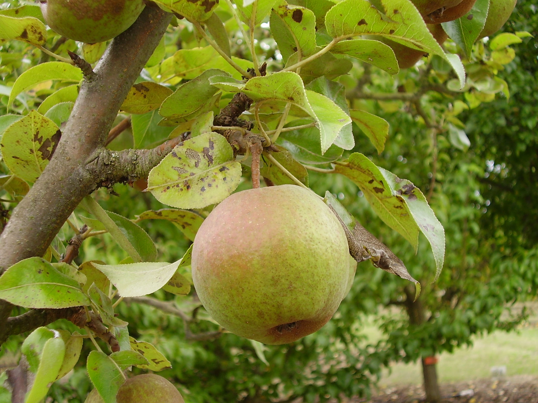 FRUIT