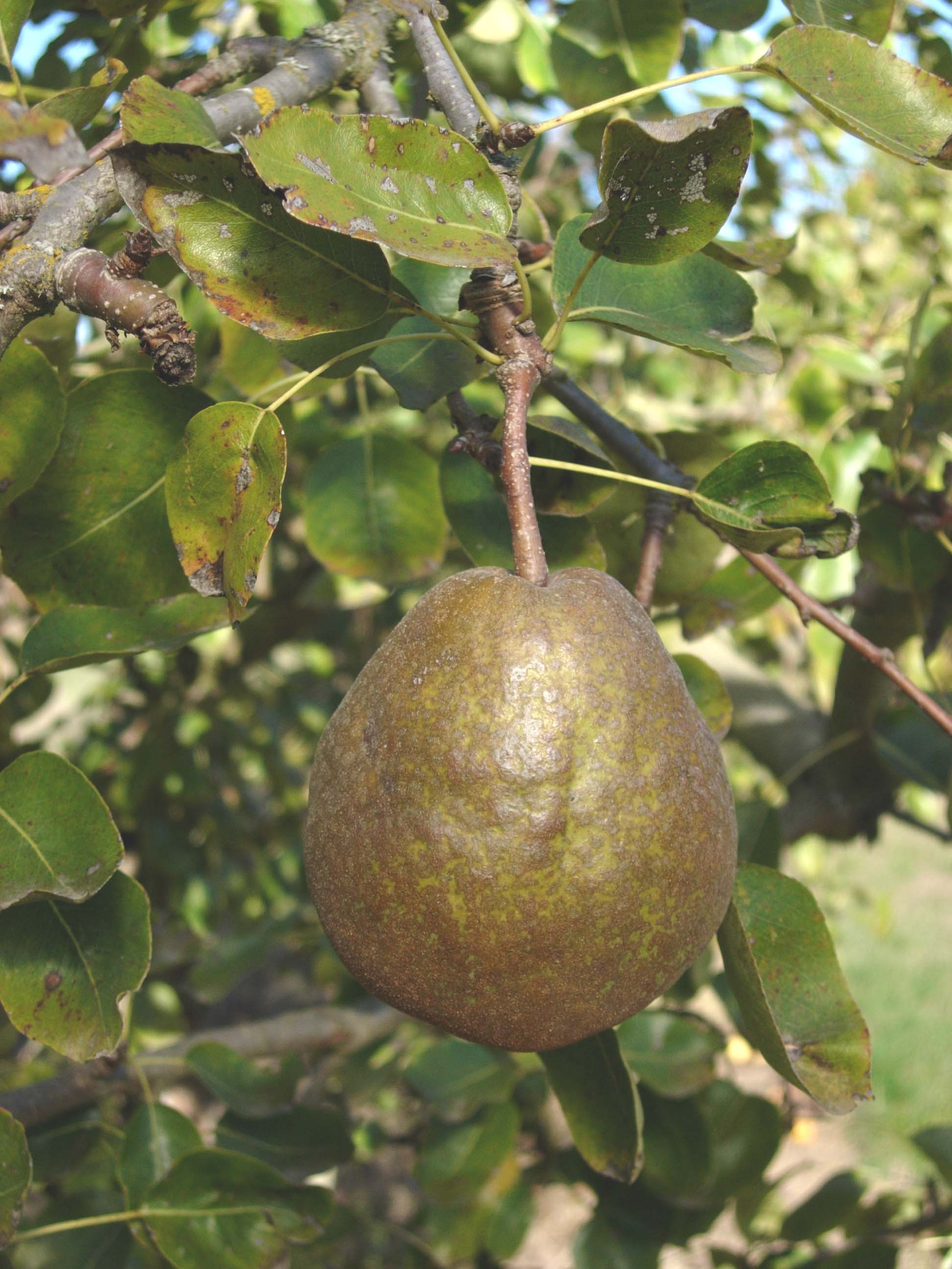 FRUIT