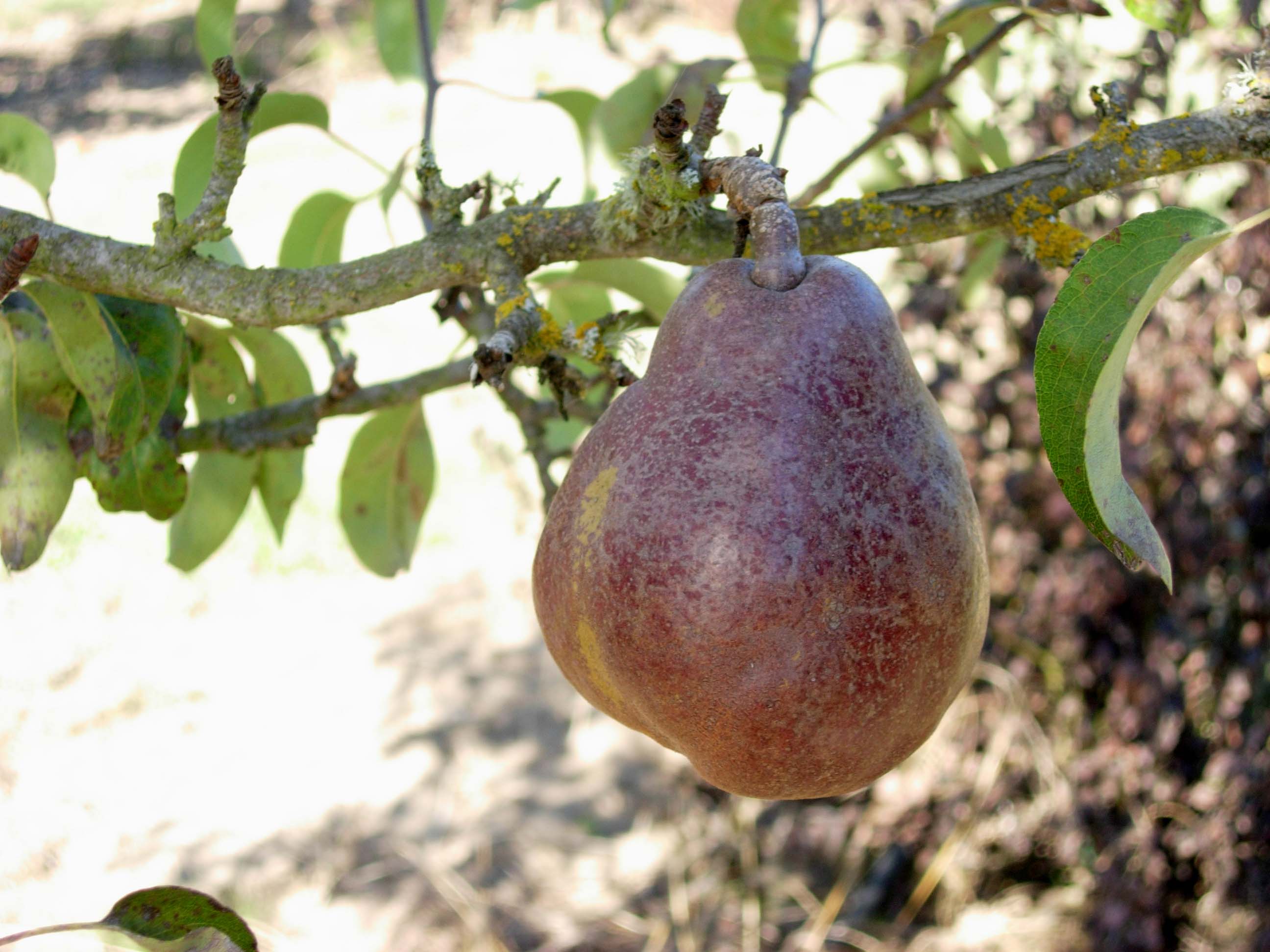 FRUIT