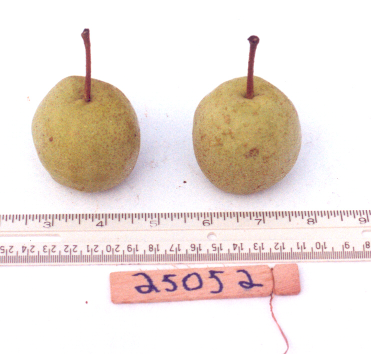 Click for 1 image(s) for this accession. Image