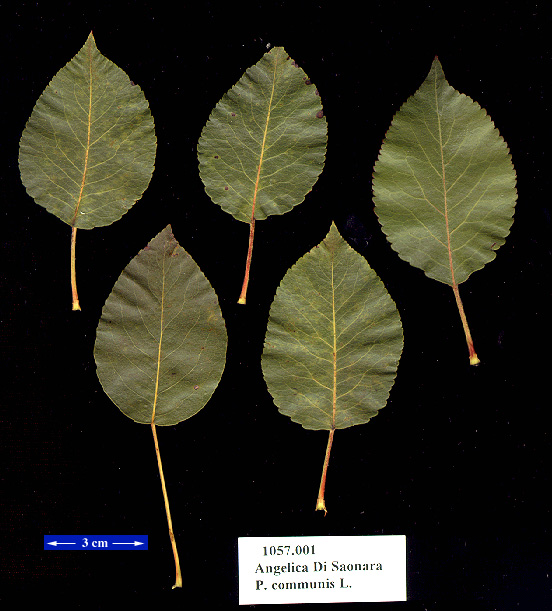 LEAF