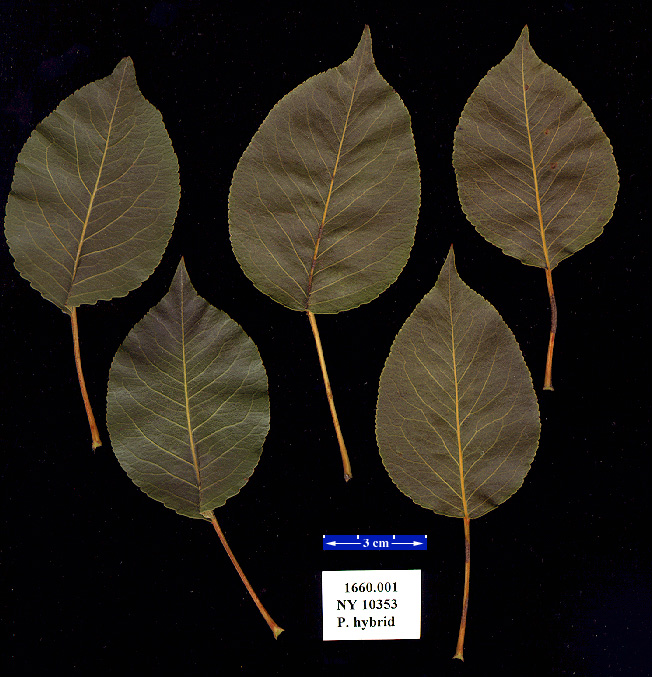 Click for 1 image(s) for this accession. LEAF