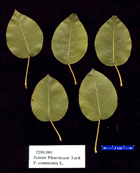 LEAF