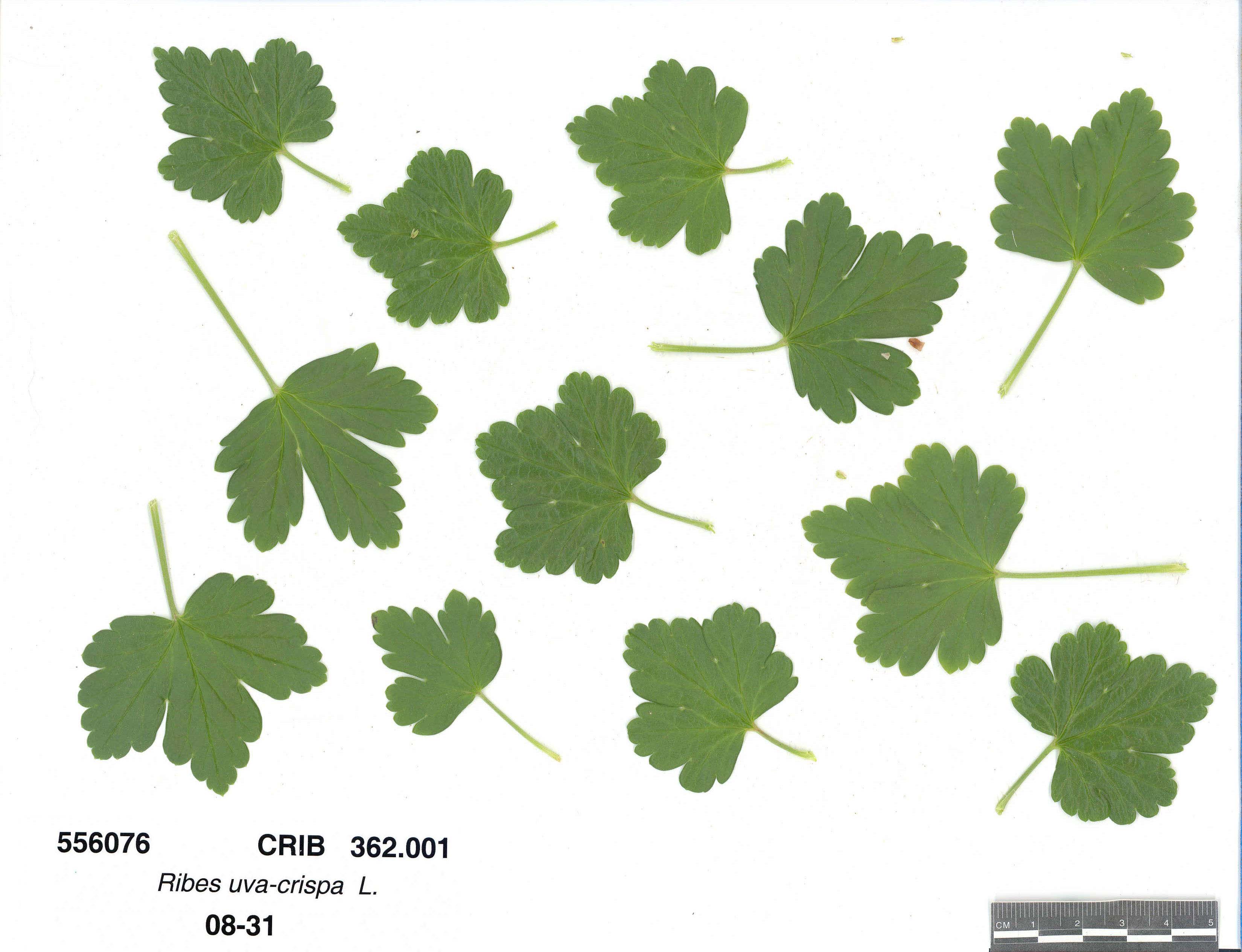 LEAF