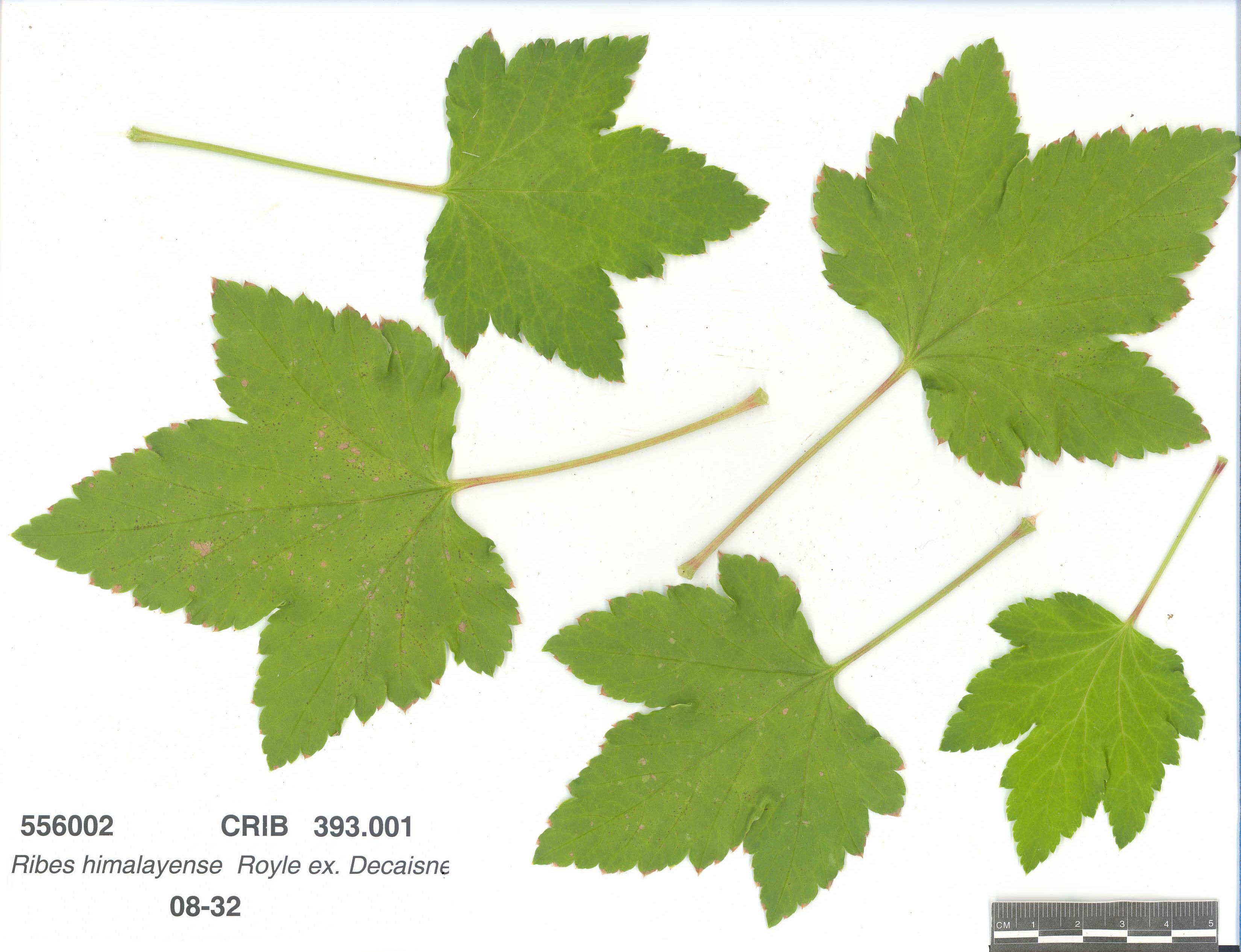 Click for 1 image(s) for this accession. LEAF