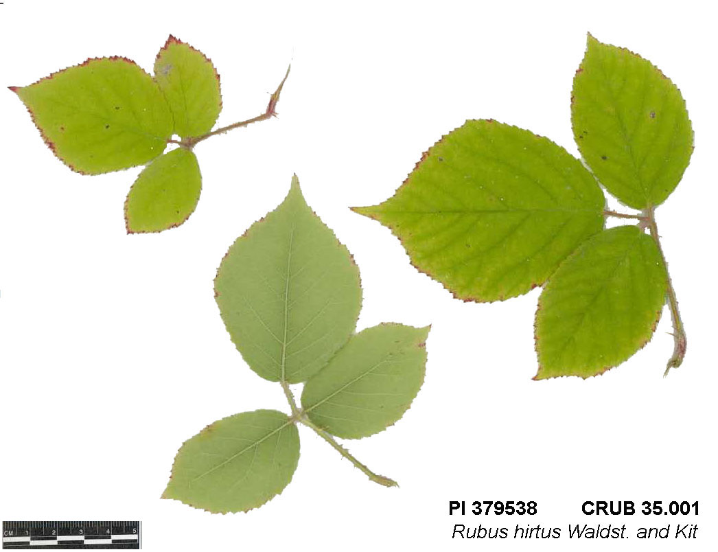 Click for 4 image(s) for this accession. LEAF