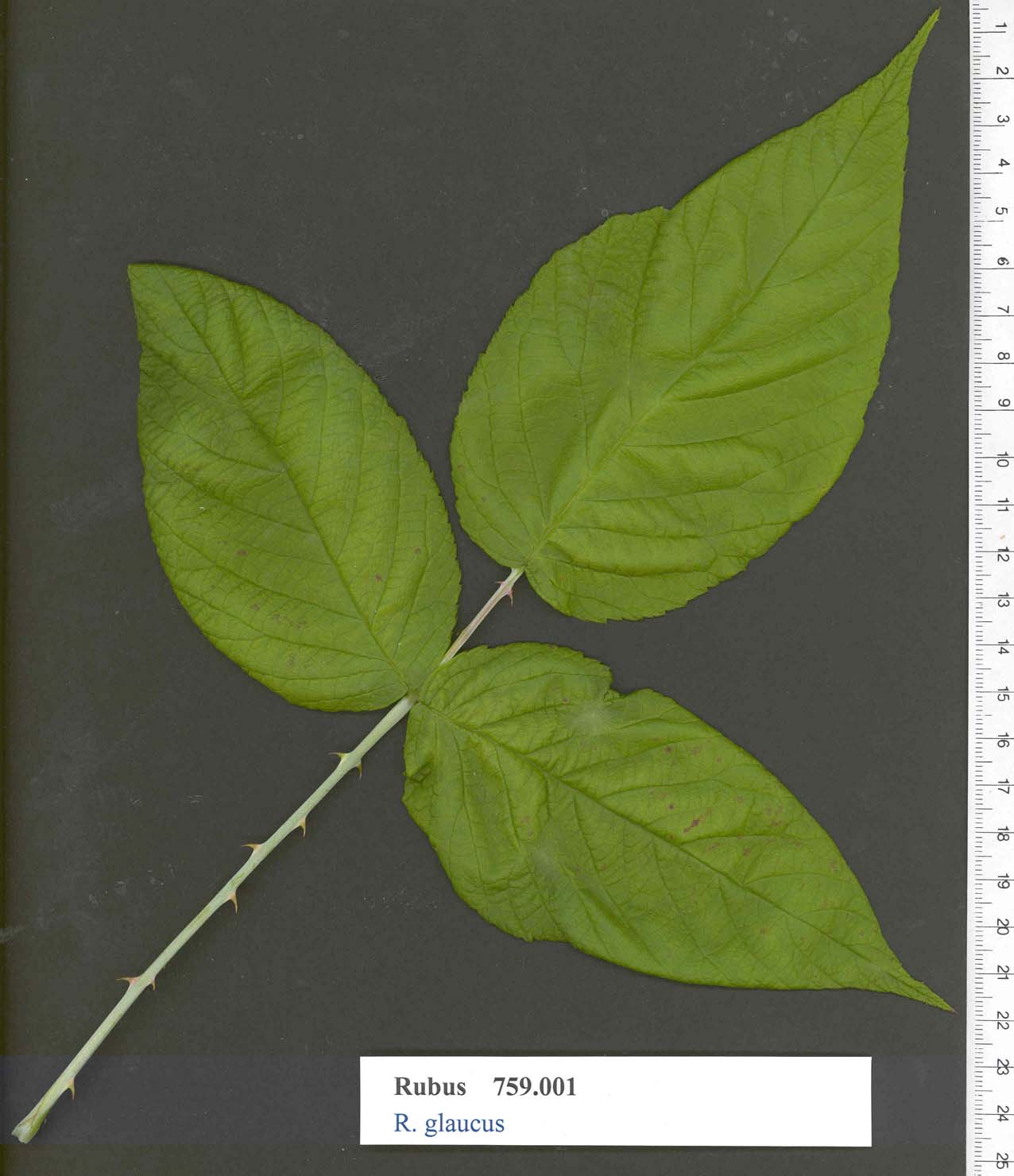 PLANT