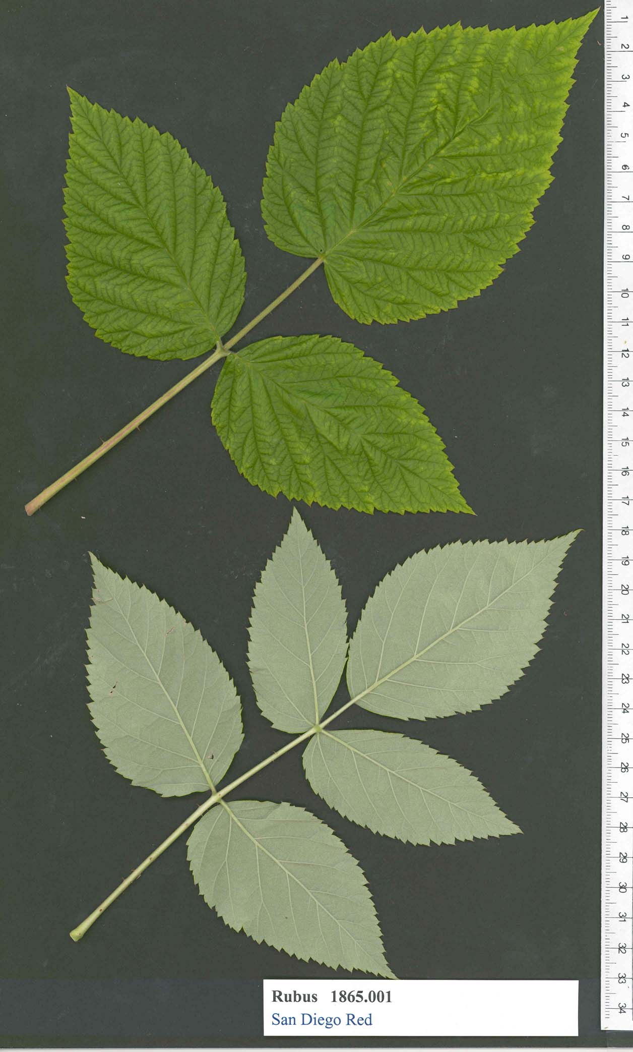 Click for 1 image(s) for this accession. PLANT