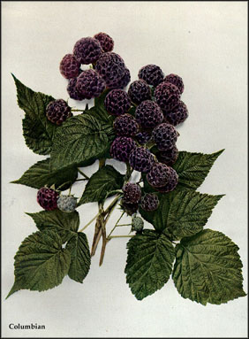 Click for 1 image(s) for this accession. FRUIT