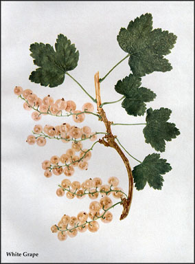 Click for 1 image(s) for this accession. FRUIT