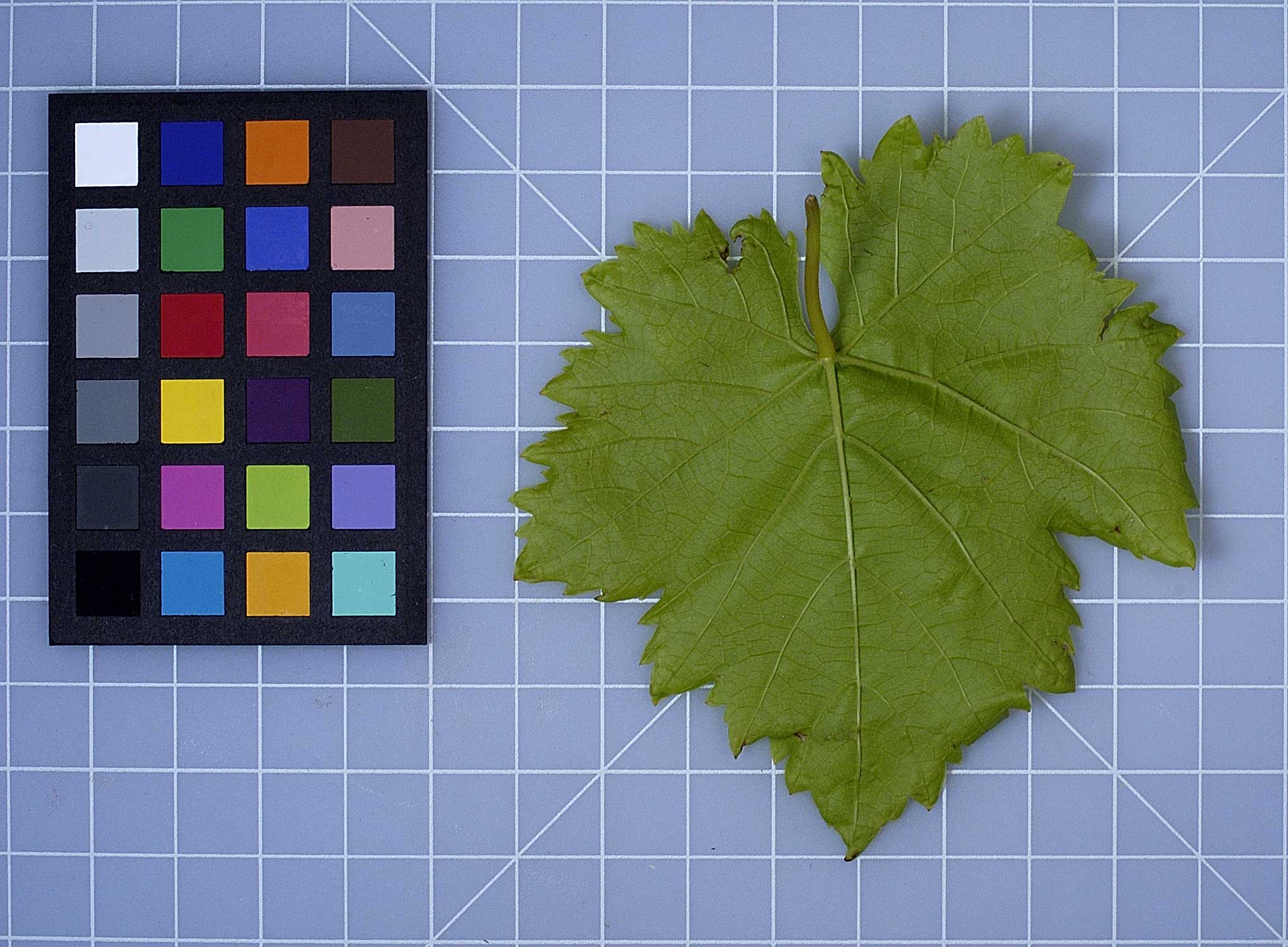 Click for 6 image(s) for this accession. LEAF