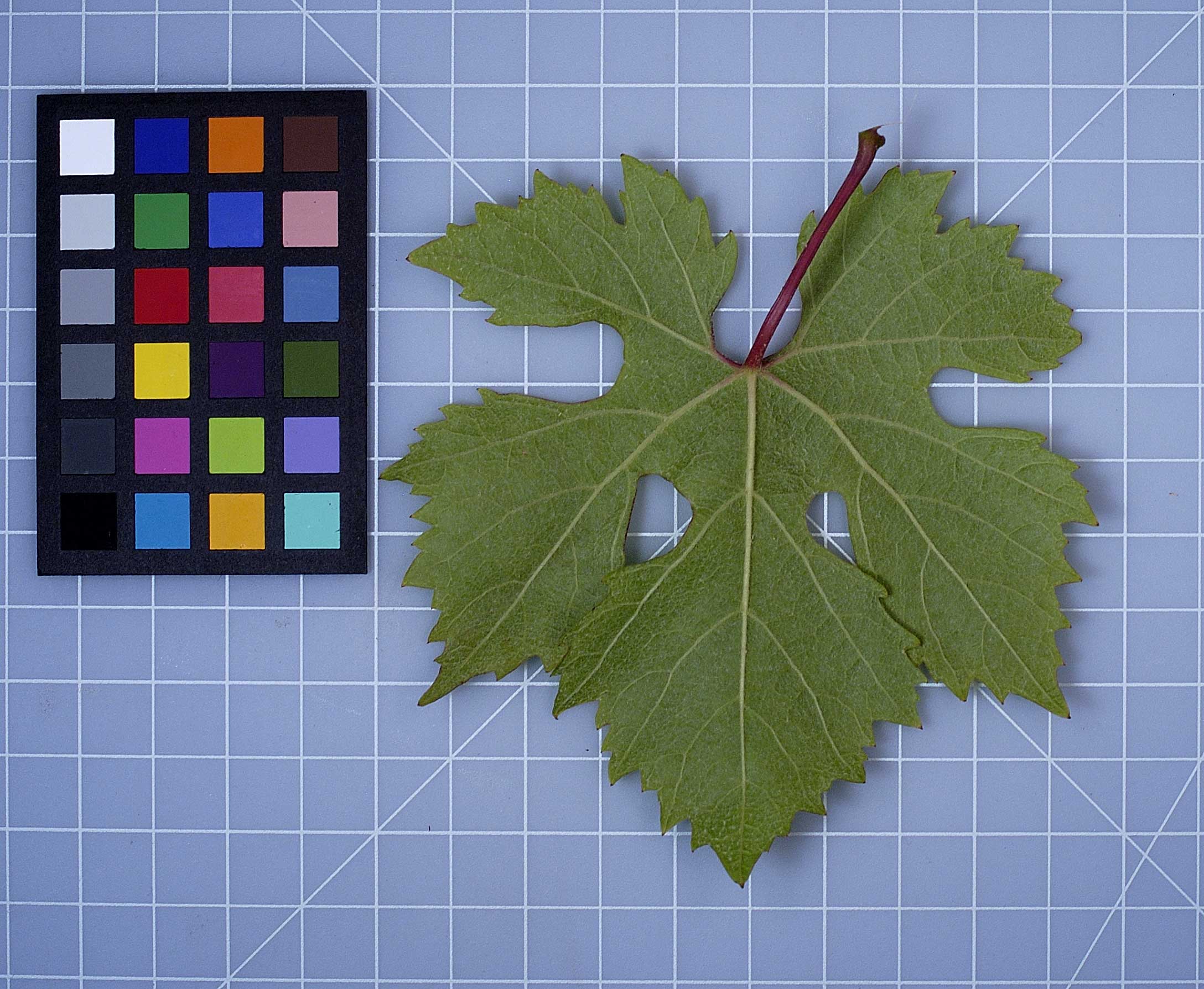 Click for 2 image(s) for this accession. LEAF
