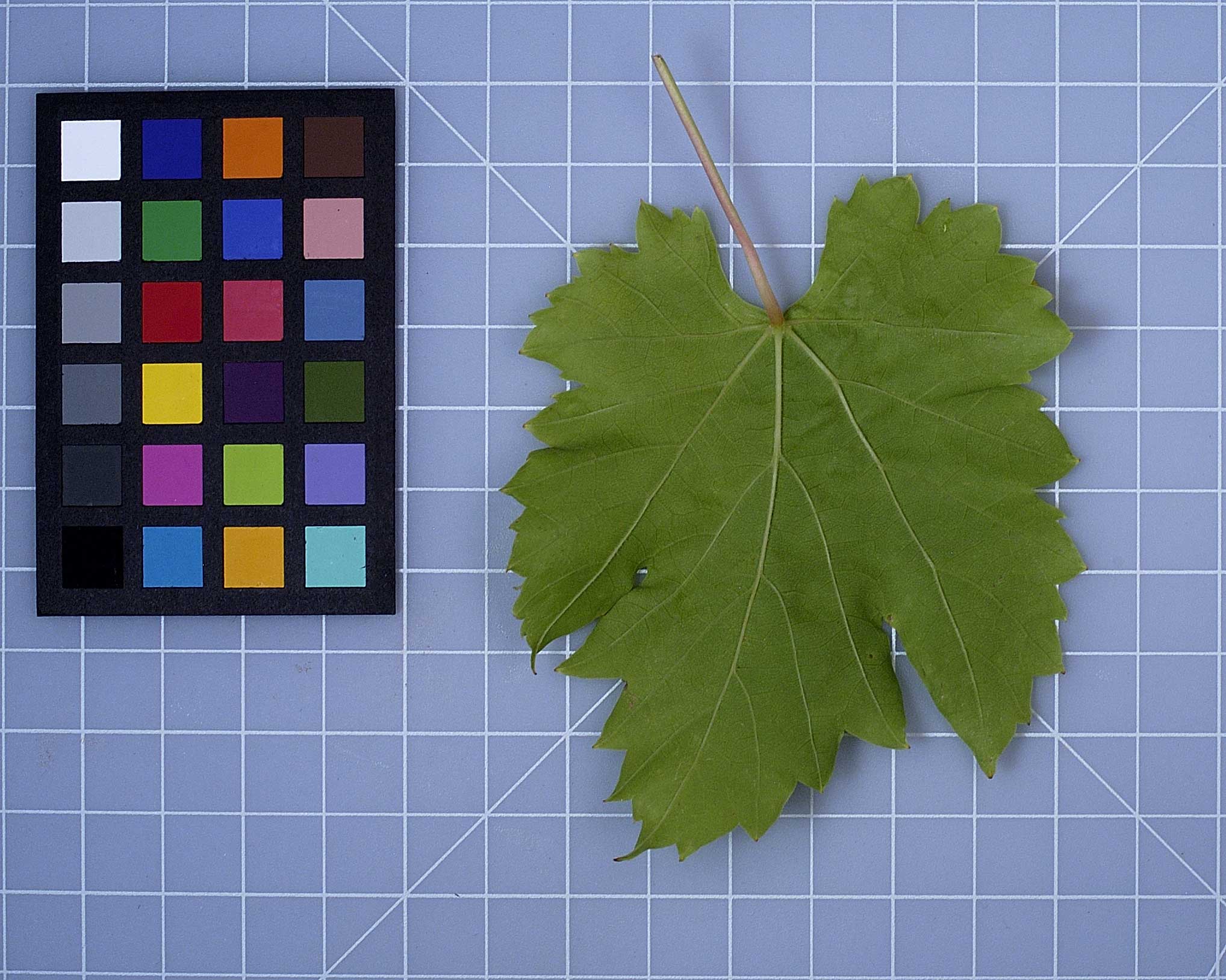 Click for 2 image(s) for this accession. LEAF