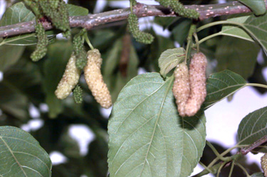 BRANCH