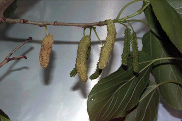 BRANCH