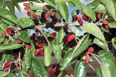 BRANCH