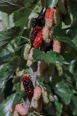 BRANCH