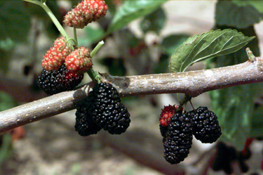 BRANCH
