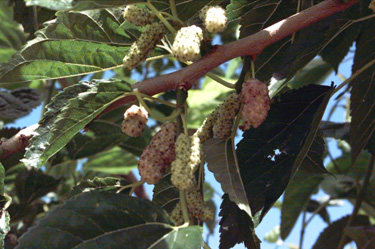BRANCH