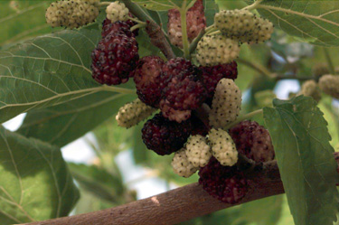 BRANCH