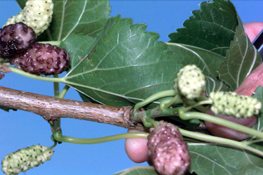 BRANCH