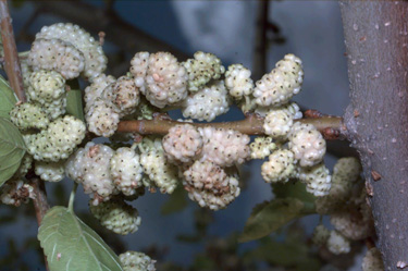 BRANCH