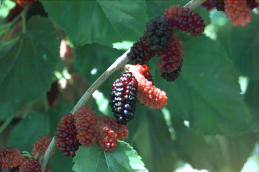 BRANCH