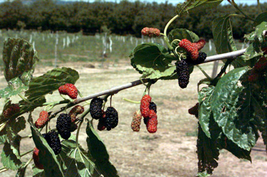 BRANCH