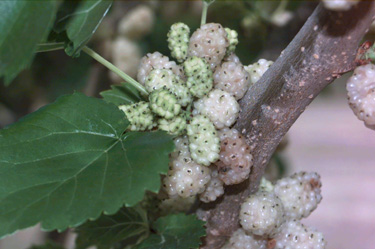 BRANCH