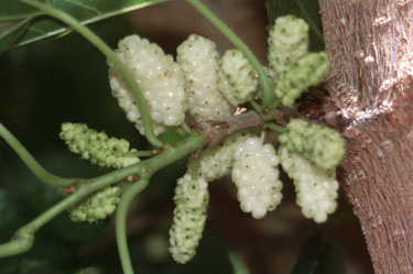 BRANCH