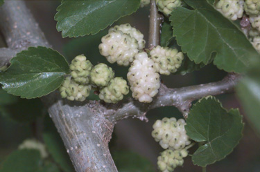 BRANCH