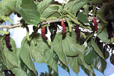 BRANCH