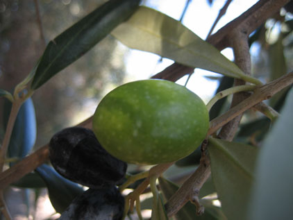 BRANCH