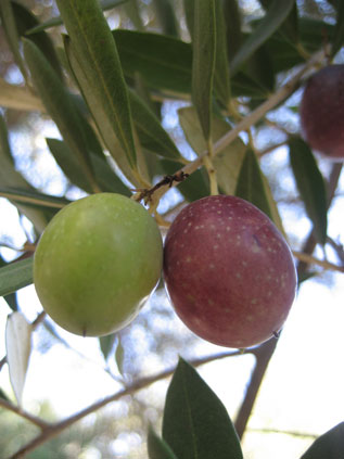 BRANCH