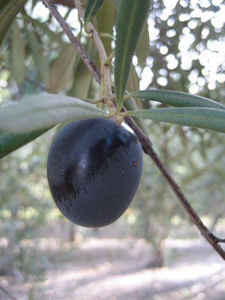 BRANCH