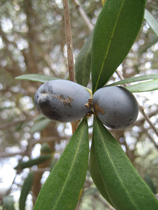 BRANCH