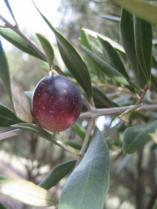 BRANCH