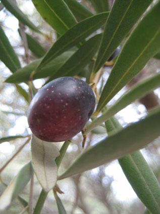 BRANCH