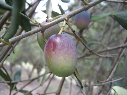 BRANCH