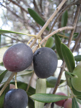 BRANCH