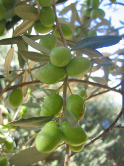 BRANCH