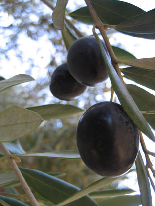 BRANCH