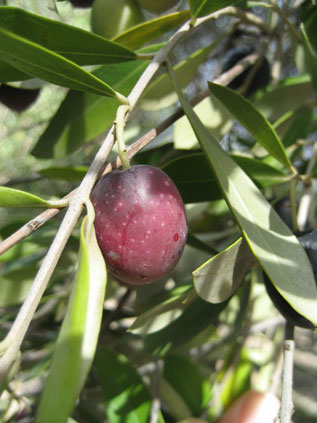 BRANCH