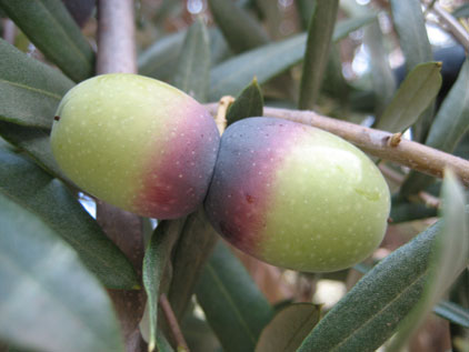 BRANCH