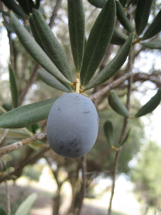 BRANCH