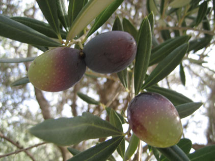 BRANCH