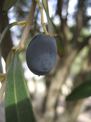 BRANCH
